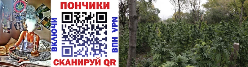 Канабис сатива  Тайга 